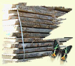 Holzfoto